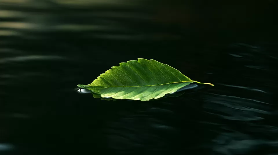 잎 한 장